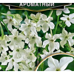 Табак душистый крупноцветковый Ароматный Аэлита